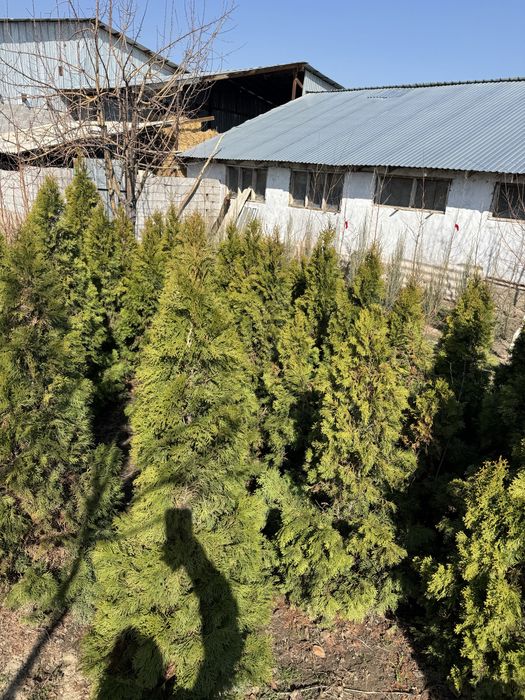 Туя, туялар бар 1m—-2.3m ге дейн дендралй ауылында  оптом бағада