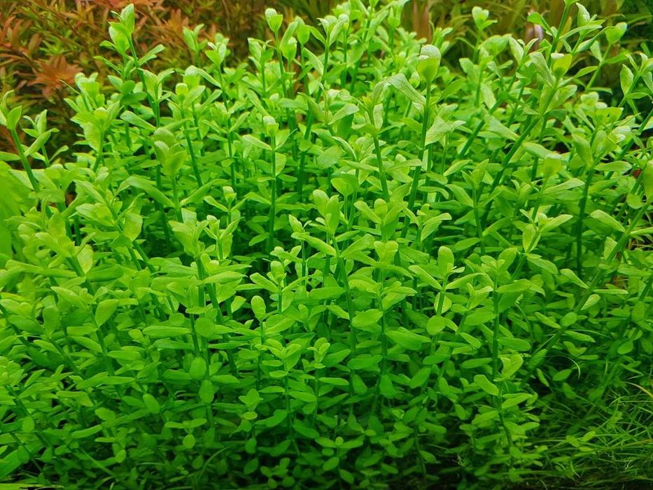 Аквариумное растение Бакопа Монье (Bacopa monnieri)