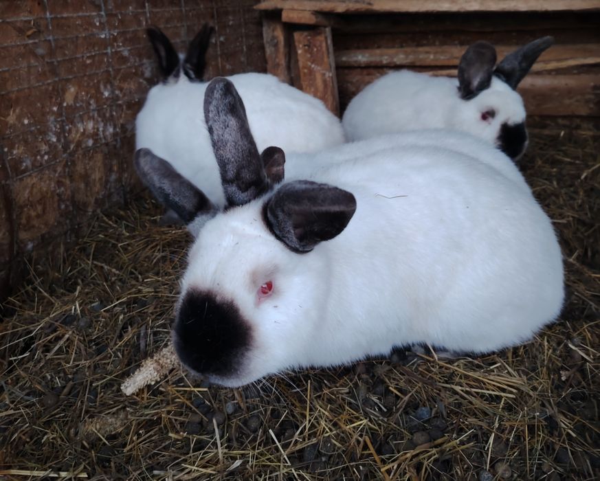 Iepuroaice tinere disponibile