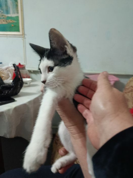 Пристраивается котёнок в добрые, ответственные руки