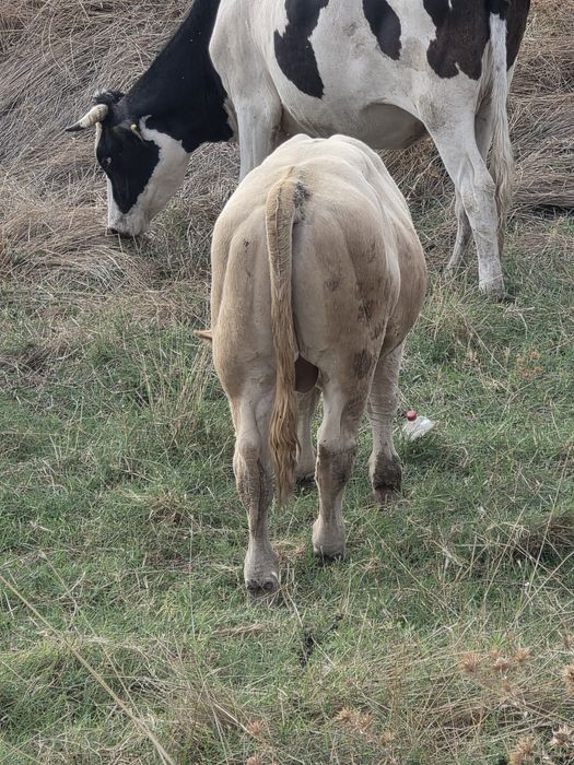 Taurasi de carne