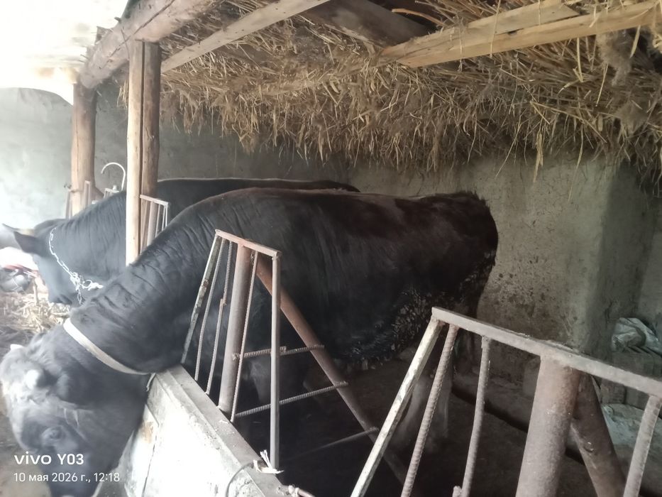 Продается бычок 2года