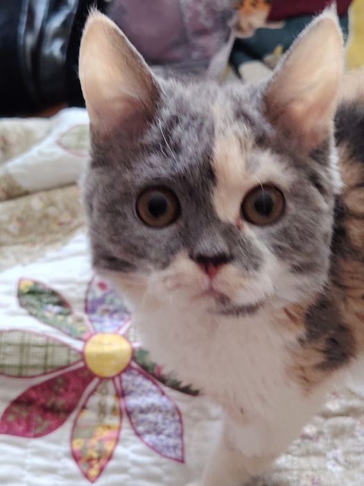 Кудрявые Селкирк Рекс котята