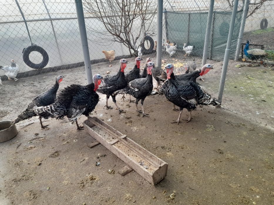 Мисирки местни 13лв.кг.