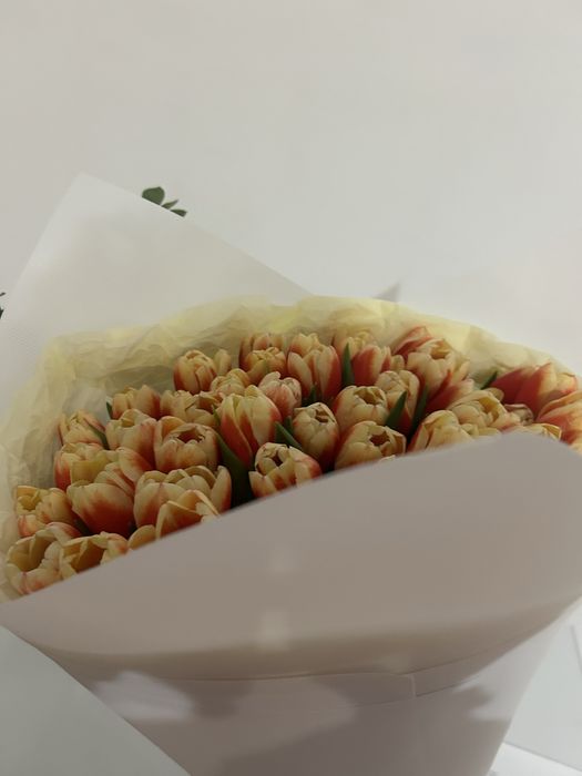 Тюльпаны  51 шт свежие