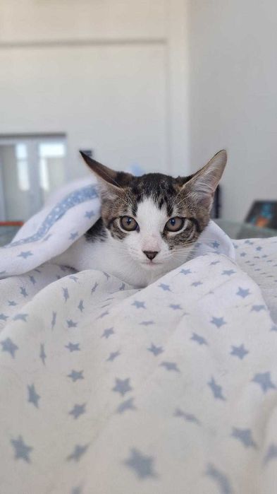 Adoptie 2 pisoi dragalasi de 3 luni si jumatate, testati, deparazitati intern si extern, vaccinati, 1 baietei si o fetita.