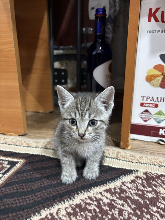 Котенок мальчик.