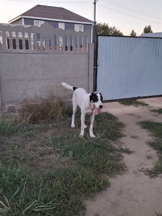 Алабай  Сао ургашы 7айлык