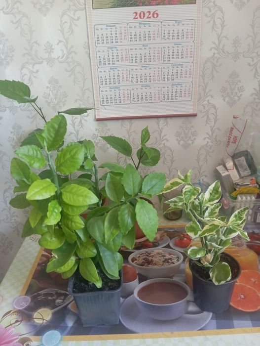 Продам комнатные цветы