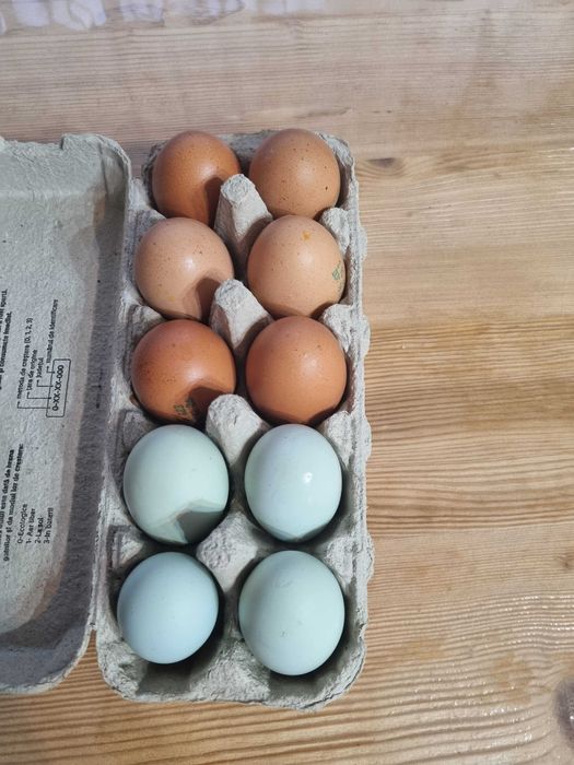 Pui si oua de incubat Araucana