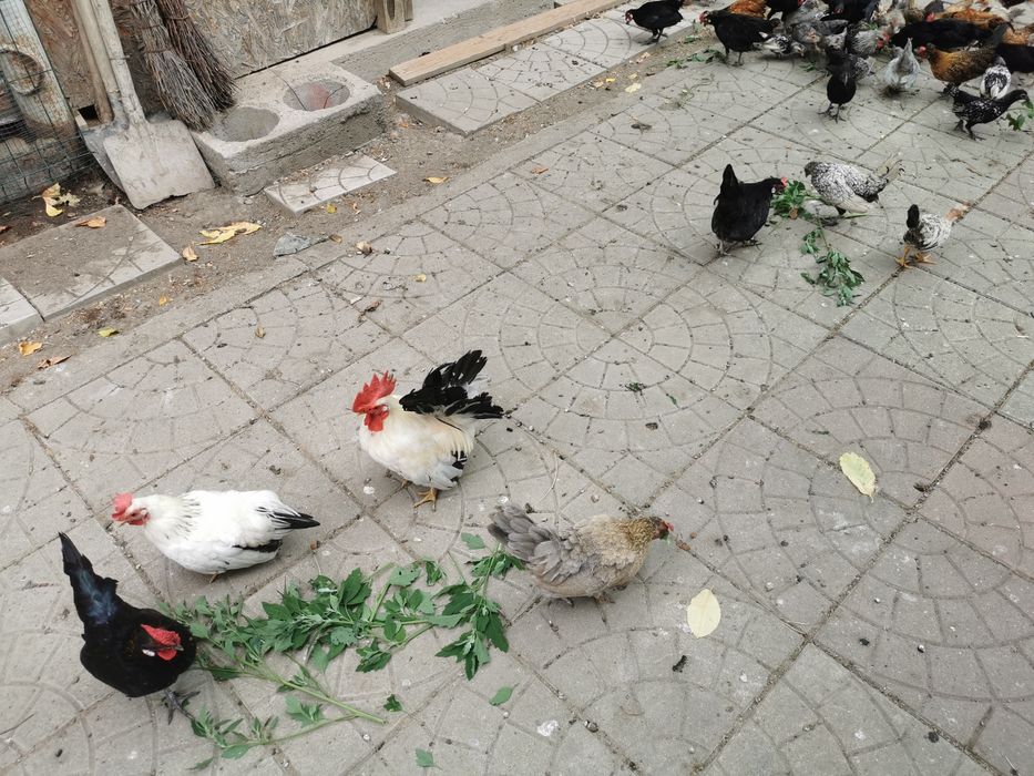 Păsări Chabo și pitice diferite rase