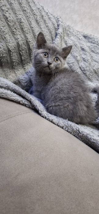 Британские милые котята