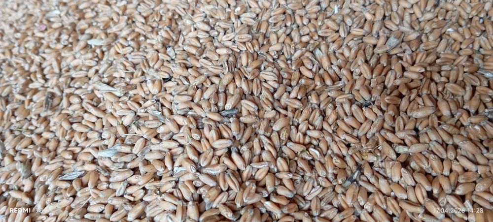 Grâu de vânzare recoltă 2025