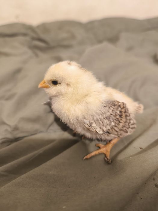 Araucana și barboase