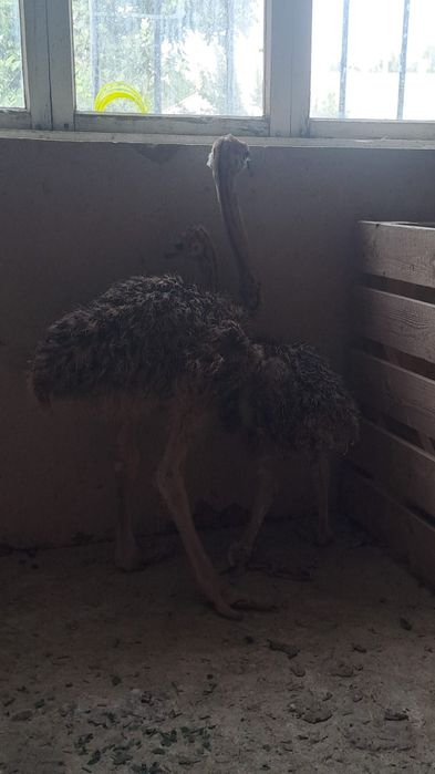 Страус балапандары