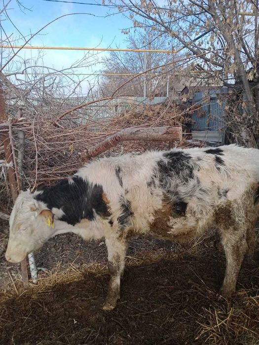 Продам быков,возраст 12 месяцев