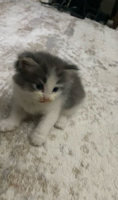 Котята два мальчика и девочка