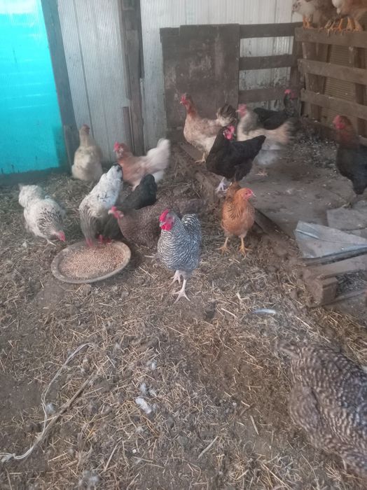 Продам куры домашние