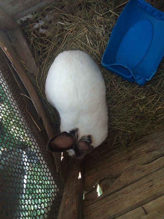 Продаются кролики