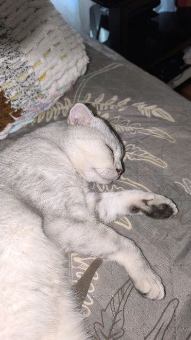 Продаю Кота в Добрые руки .