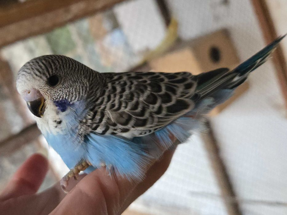 Волнистый попугайчик волнистый попугай