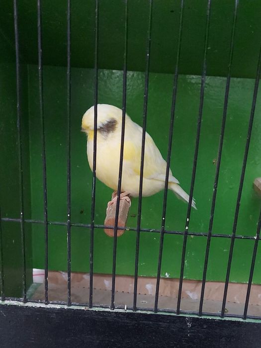 Канарчета,цветни и глостери