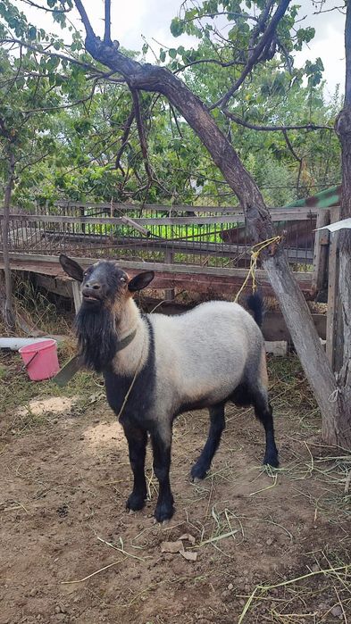 Продам козла.          Н