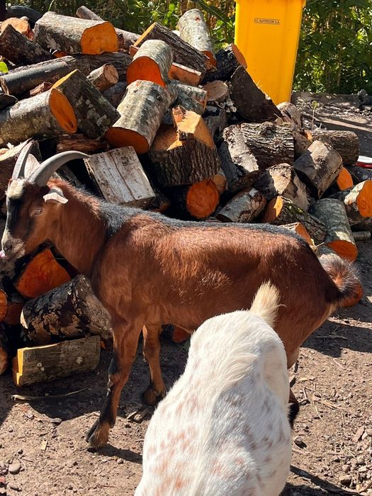 Vând țap de 8 luni