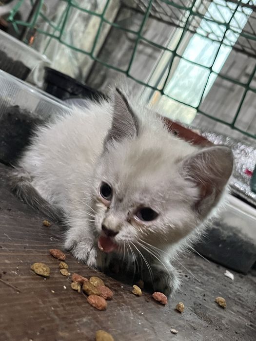 Отдам котят в добрые руки