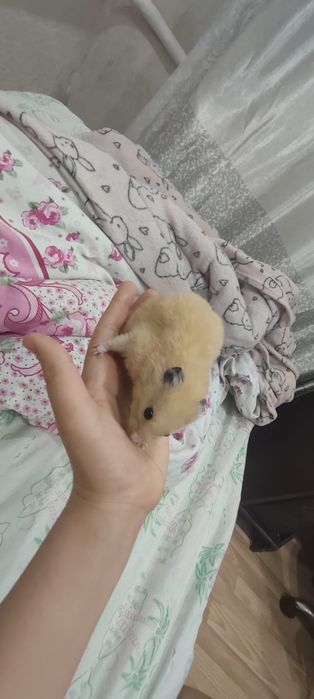 Сибирский хомяк.