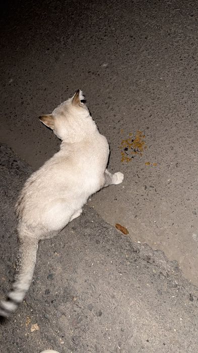 Кот потеряшка !!!