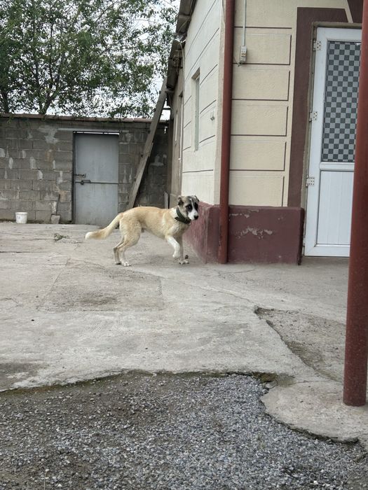 Отдам в хорошие руки