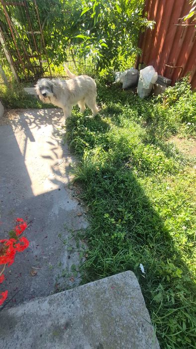 Donez cățelușă sterilizata pe nume Yuky!
