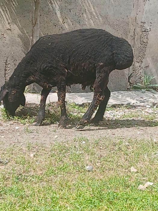 Кучкор сотилади 7 ярим млн