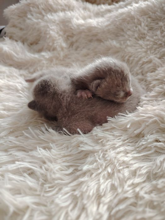 Европейская бурма