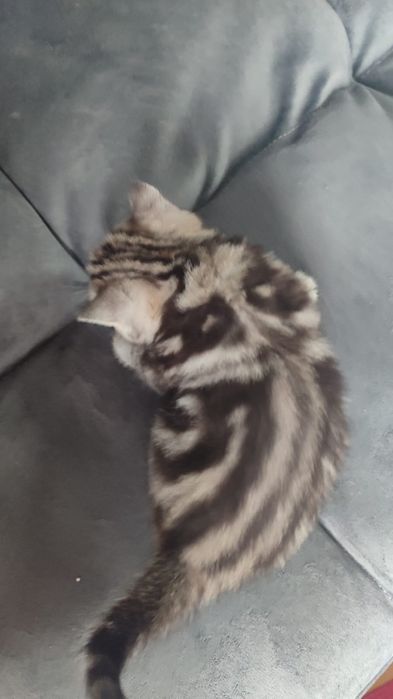 КотЯта ШотлаНдцы