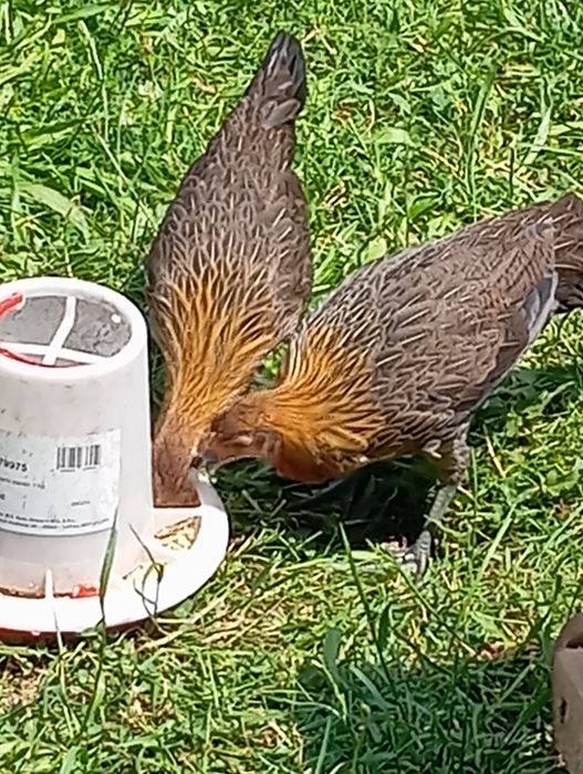 Găini și cocos phoenix