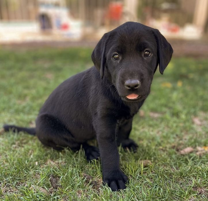 Лабрадор ретривер щенята