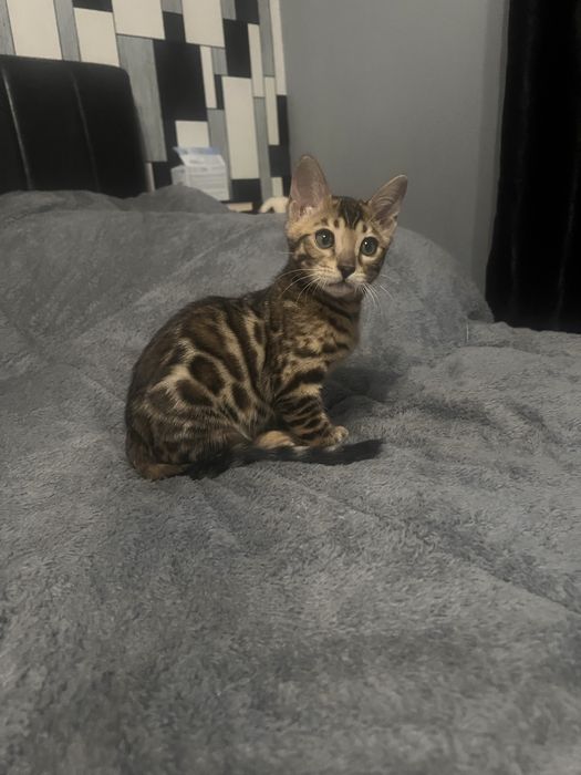Pisica rasa bengal