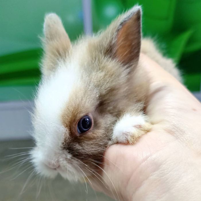 Домашние питомцы в наличии