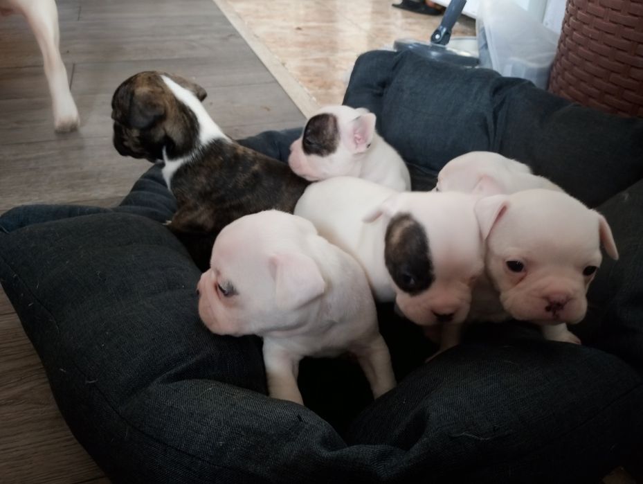 Френски булдочета