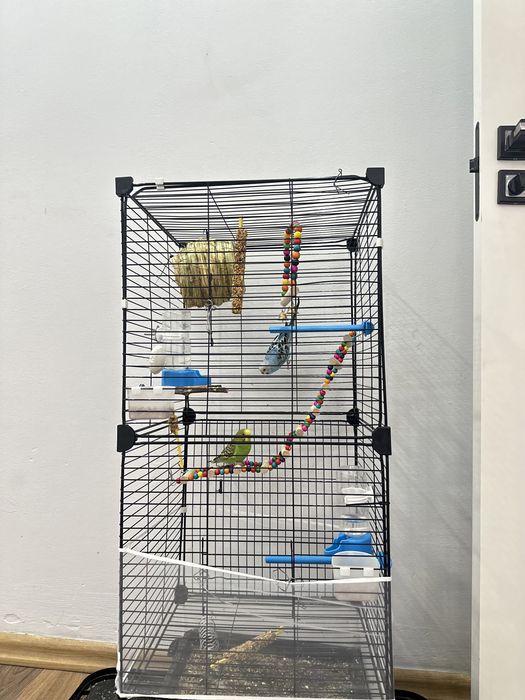 Папугай волнистый