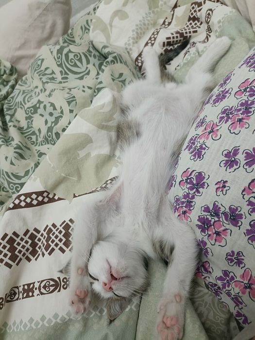 Отдам домашнего котенка мальчик.