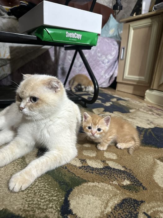 Продаются котята