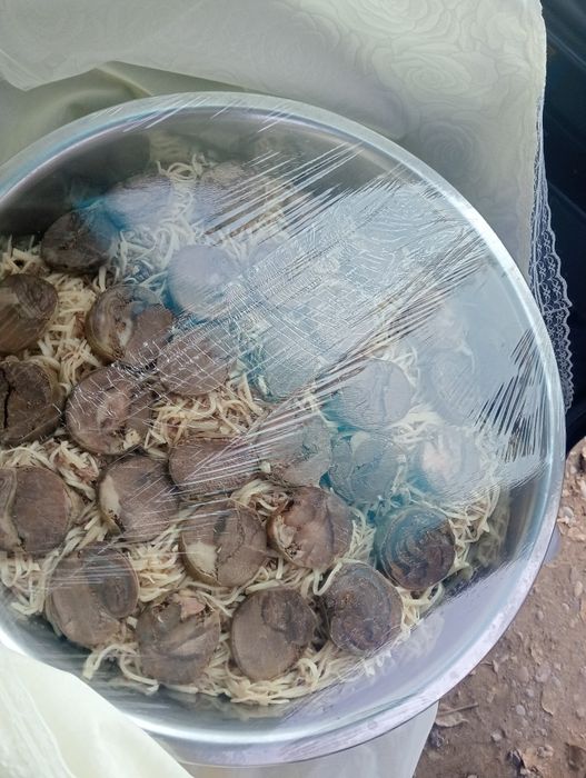 Касса кассап кассап