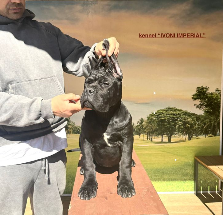 Продавам кученца Кане Корсо – ваксинирани, с паспорт и родословие