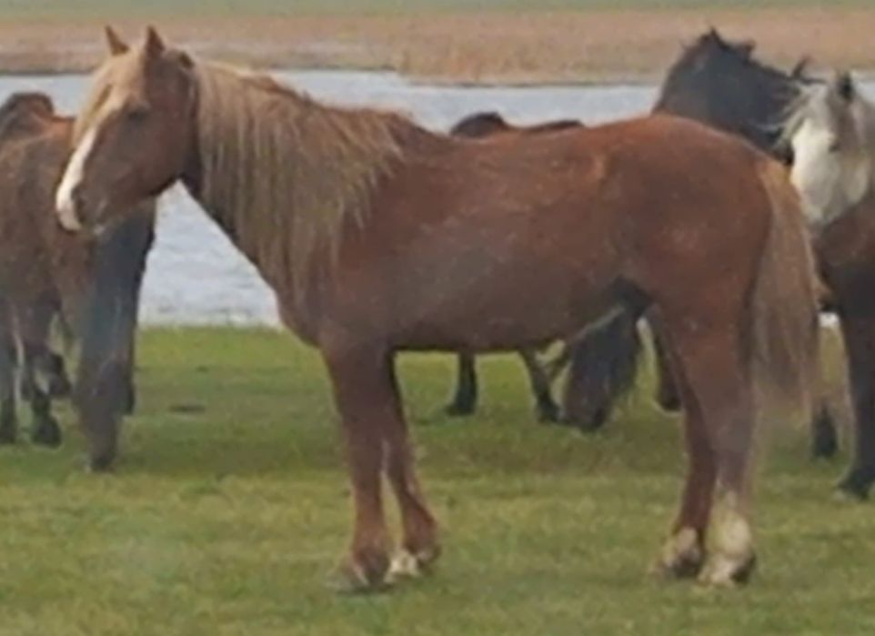 Айғыр сатам мінгі