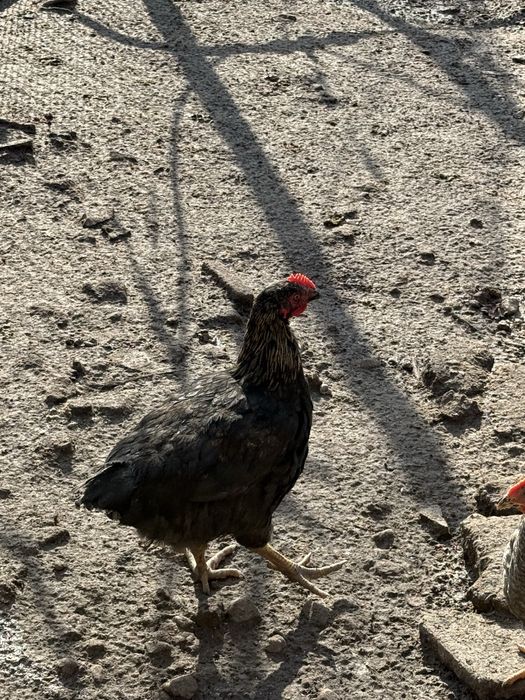 Млади петлета за месо