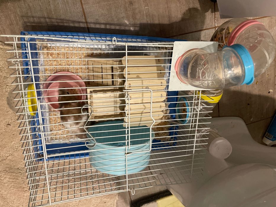 Vând hamster sirieni  cu cușcă și accesorii