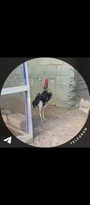 Kulangi xõroz sotiladi